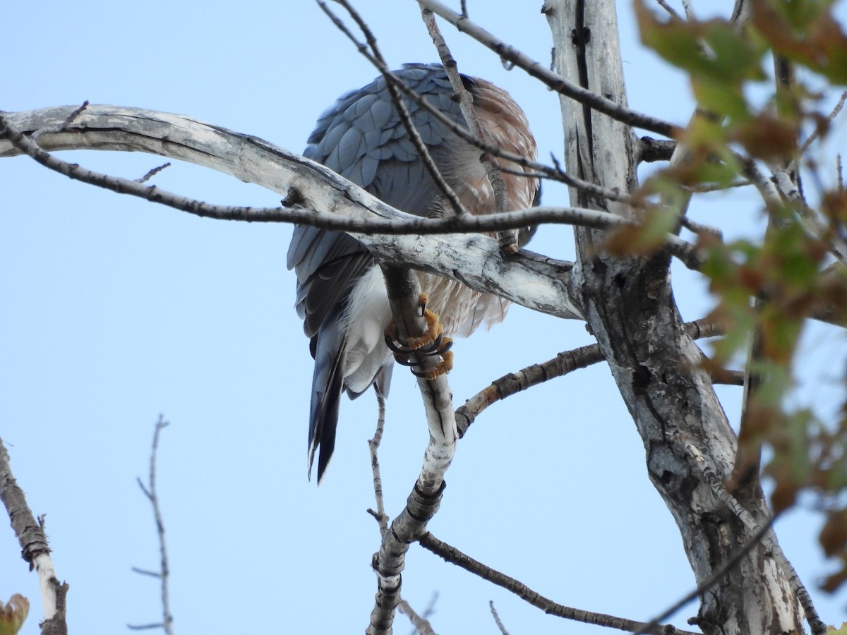 Яструб чорноголовий - ML645190257