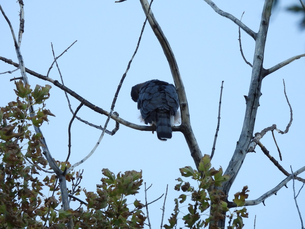 Яструб чорноголовий - ML645190258