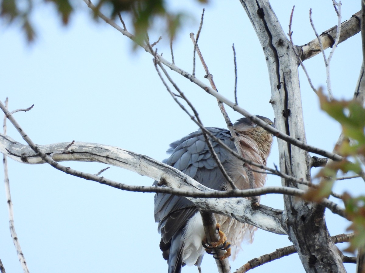 Яструб чорноголовий - ML645190259