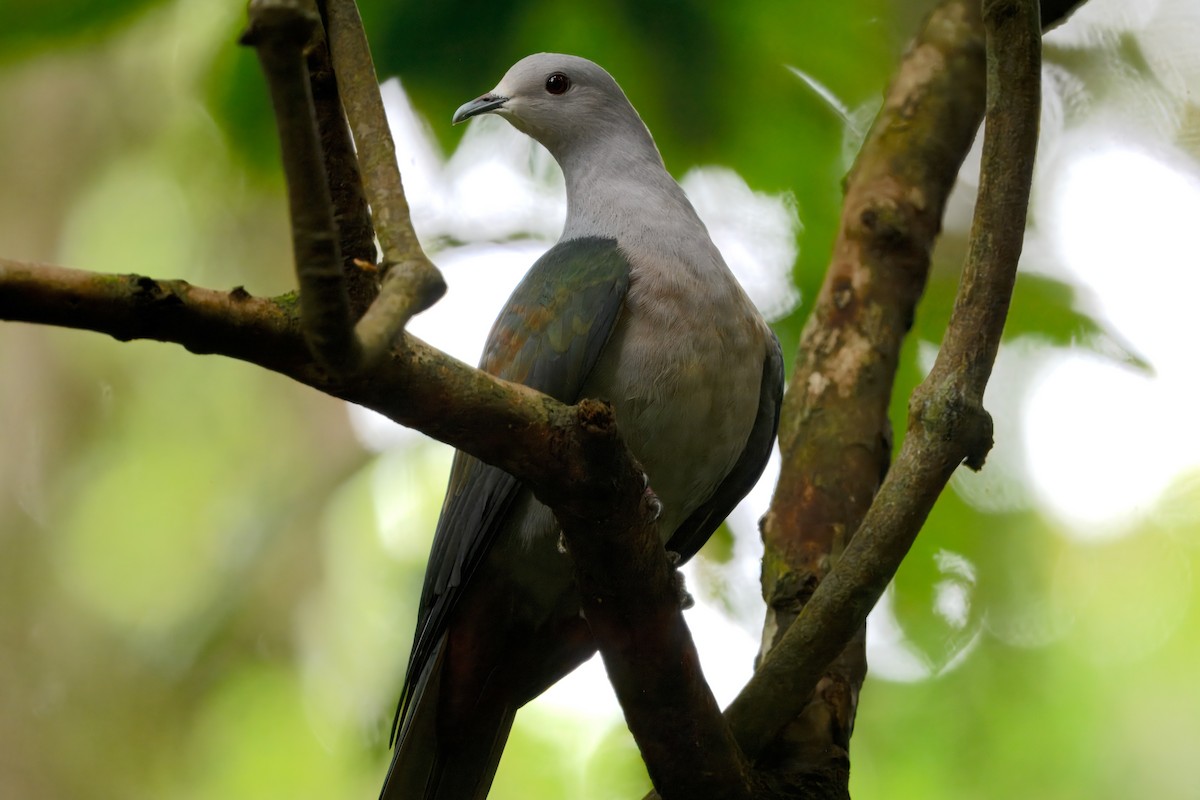 Бронзовый плодовый голубь - ML645190279