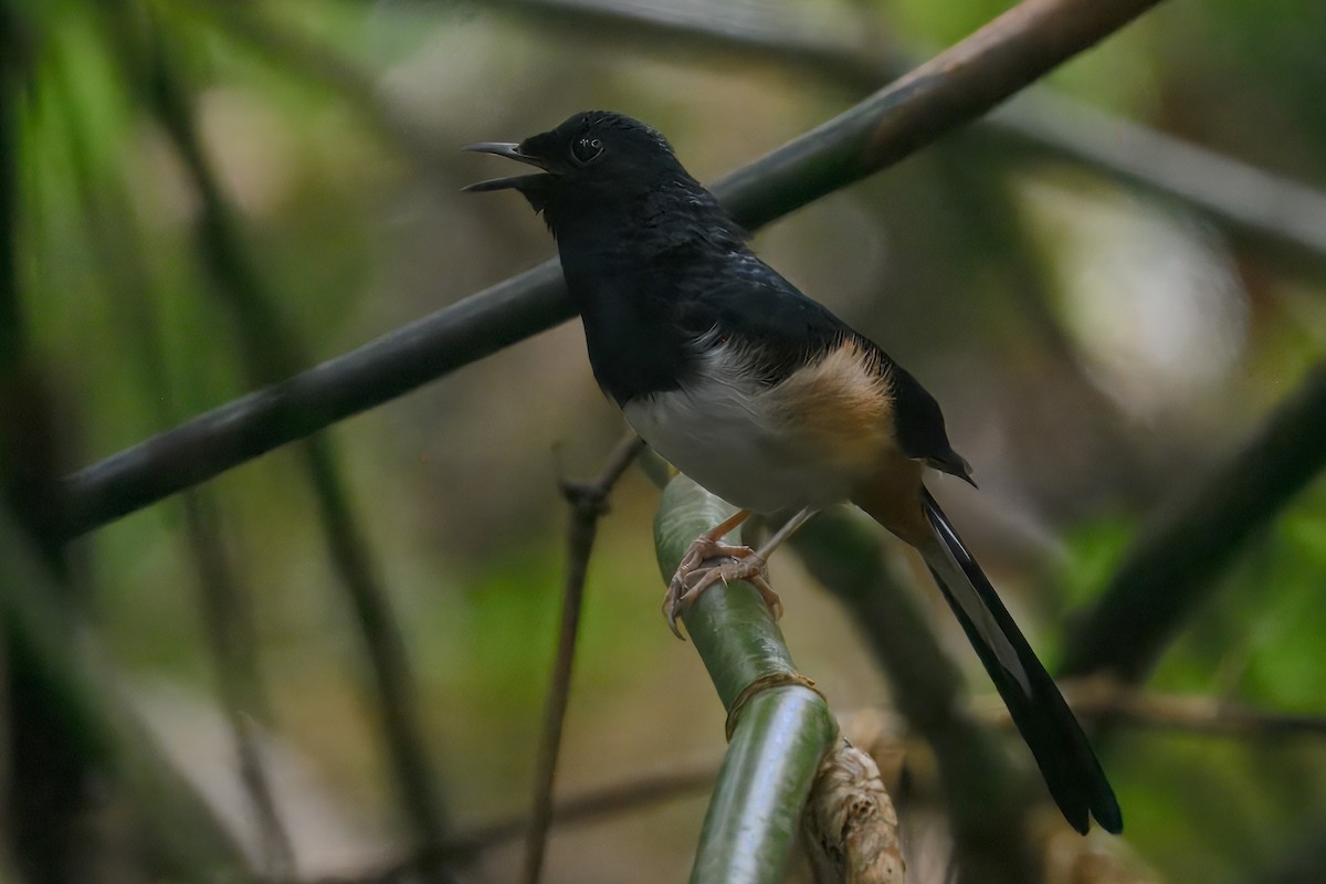 Andaman Shama - ML645190300