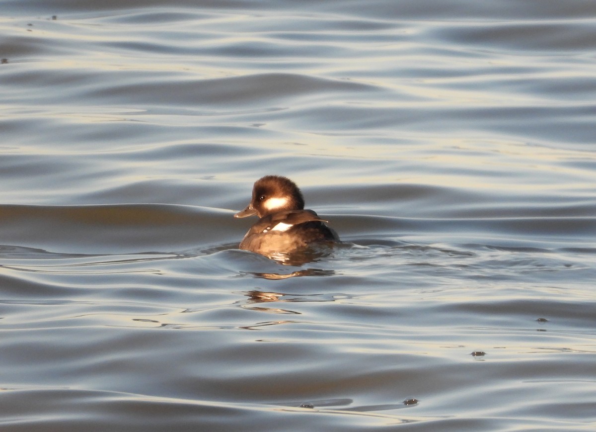 Bufflehead - ML645190304