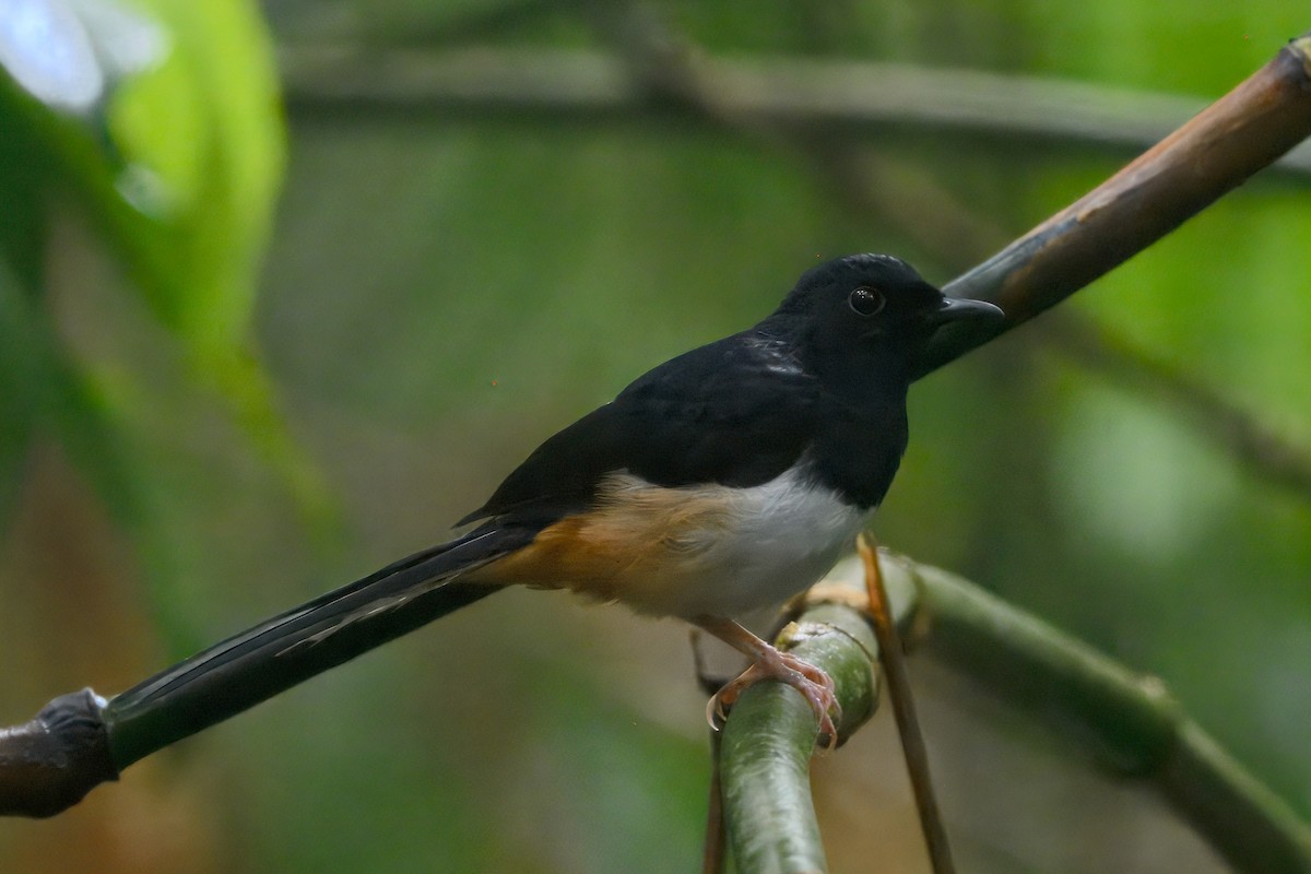 Andaman Shama - ML645190306