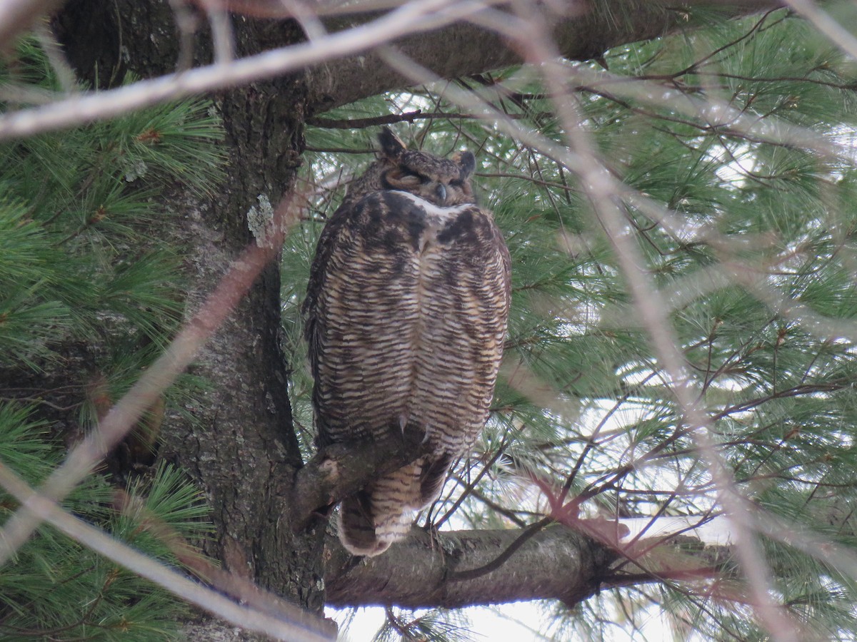 Great Horned Owl - ML645190309