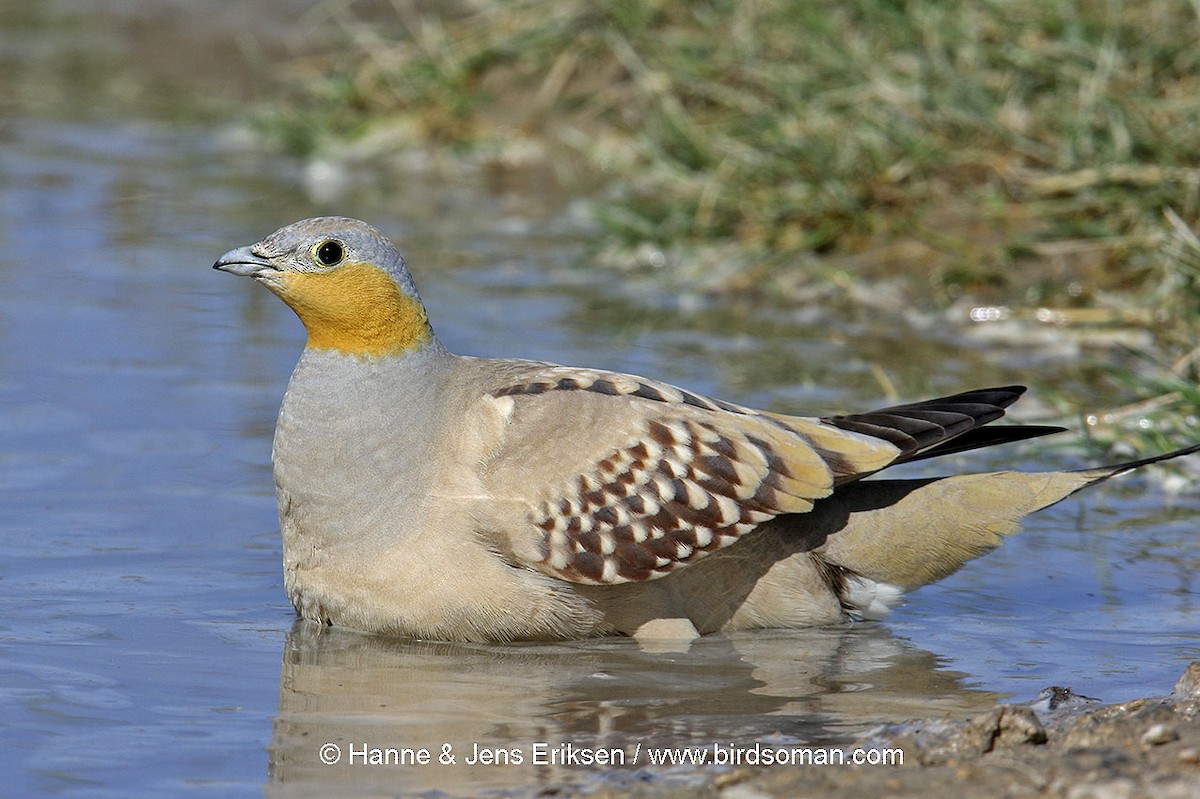 Spotted Sandgrouse - ML64519031