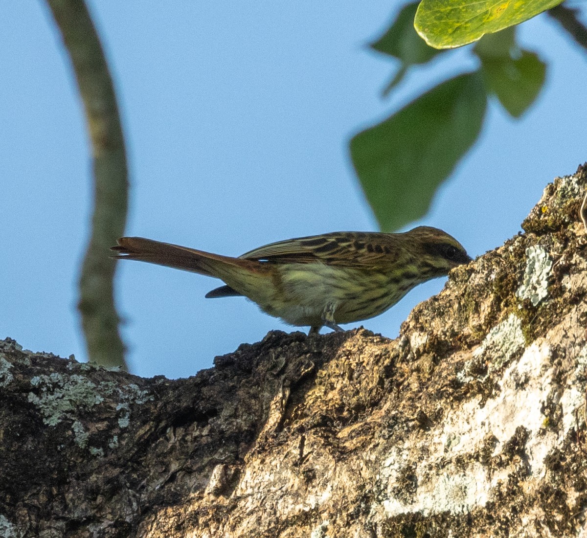 Streaked Flycatcher - ML645190314