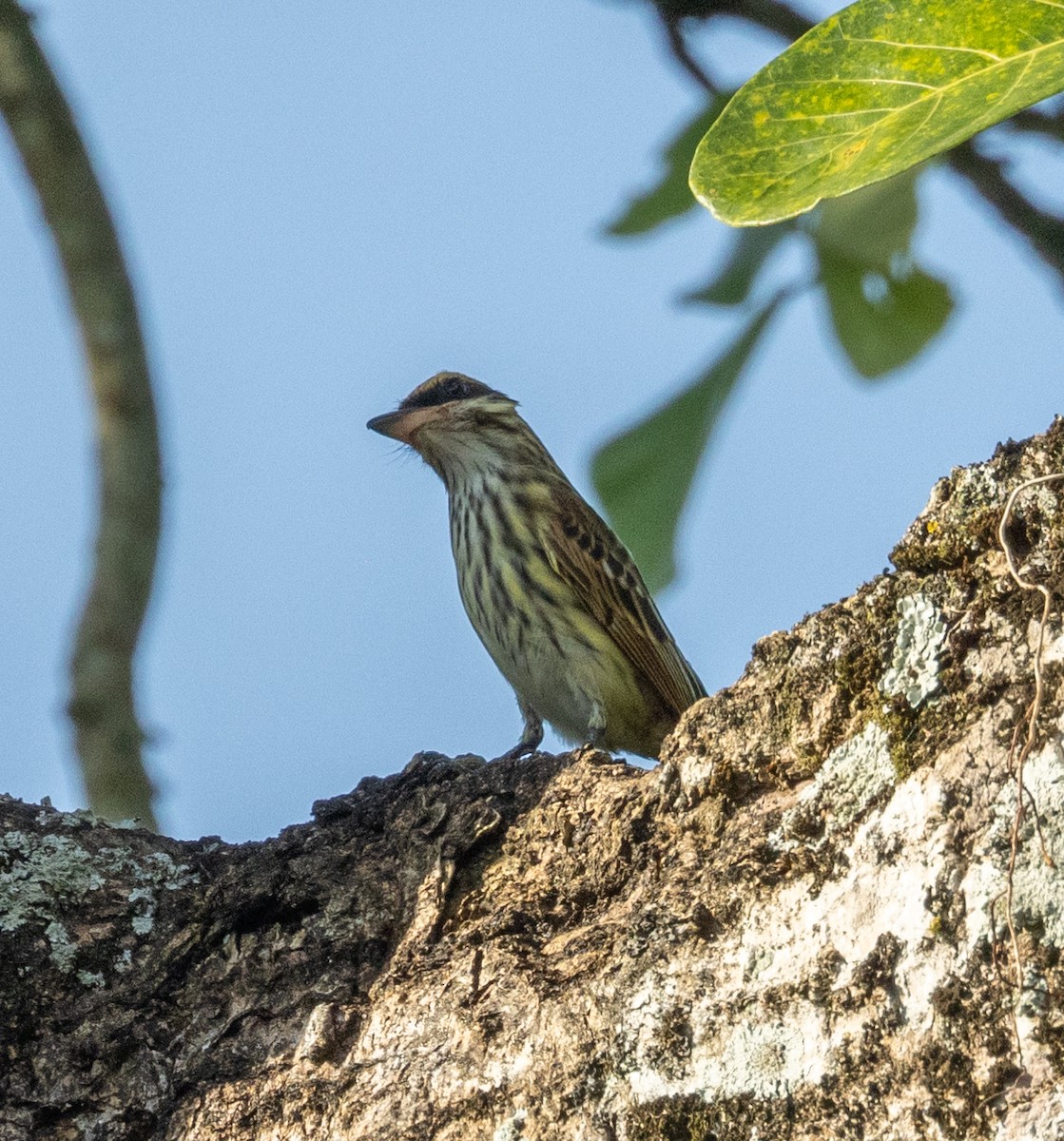 Streaked Flycatcher - ML645190315