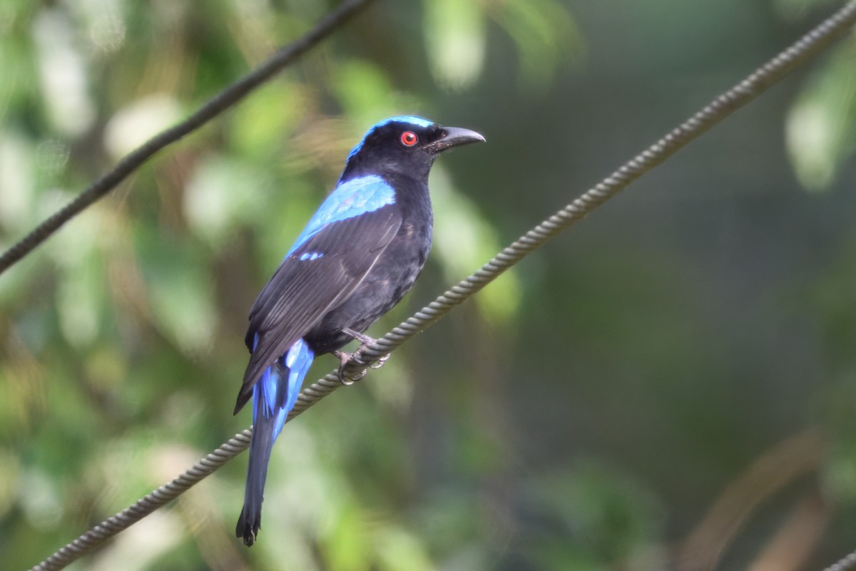 Asian Fairy-bluebird - ML645190323