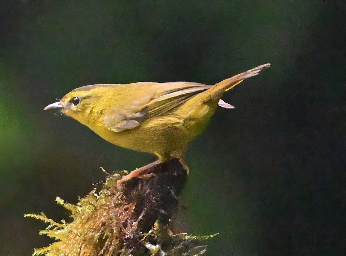 Choco Warbler - ML645190328