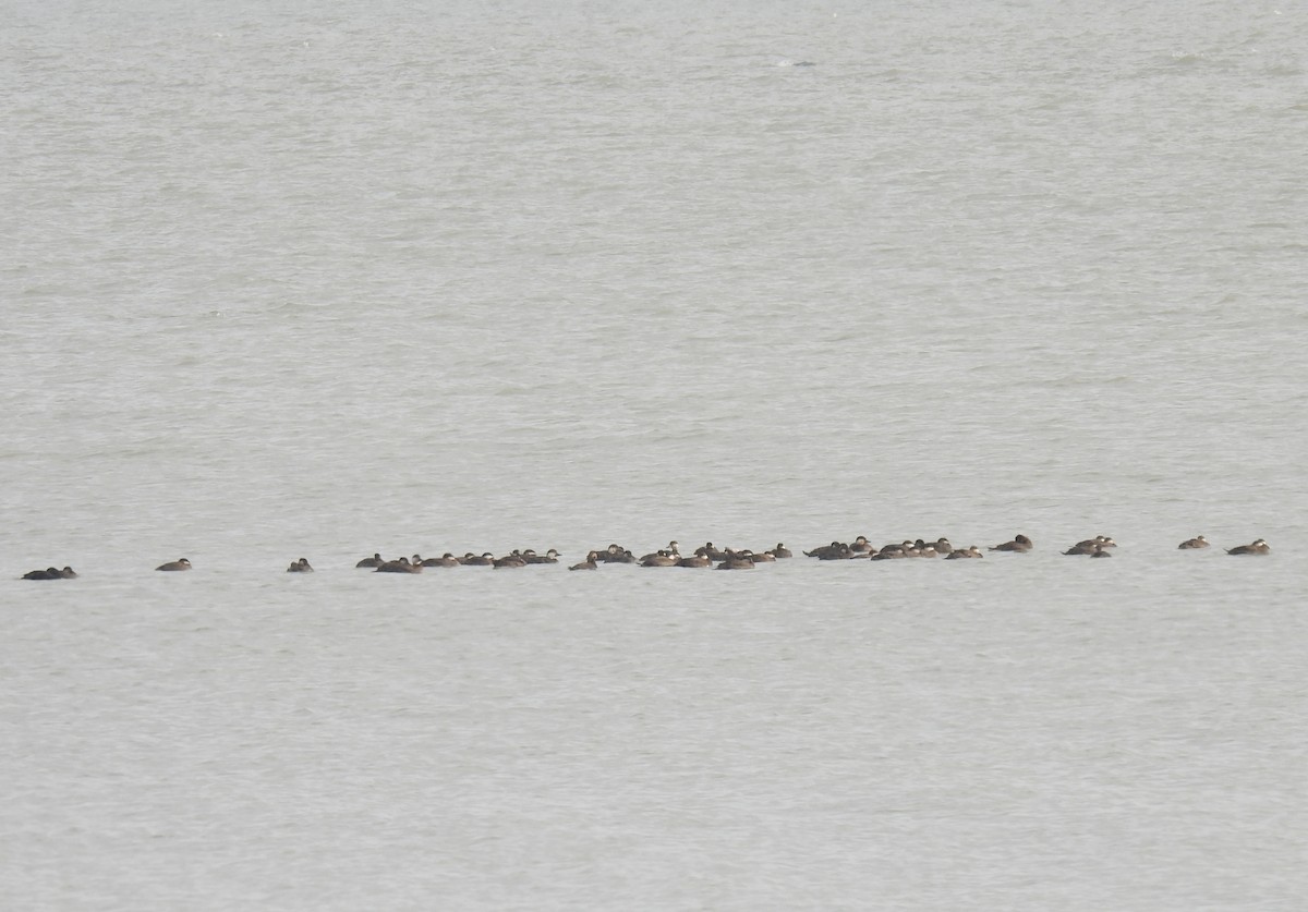 Black Scoter - ML645190333