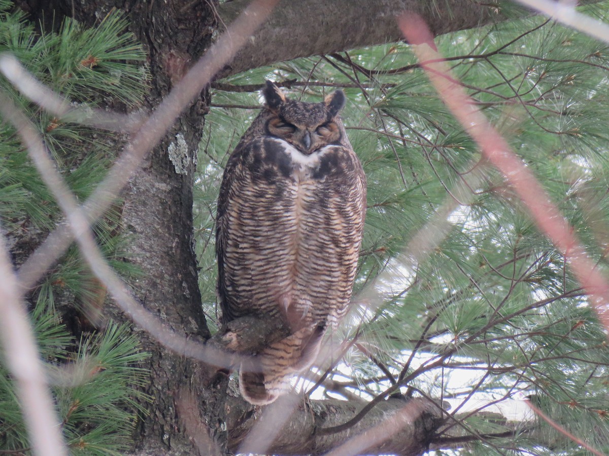 Great Horned Owl - ML645190341