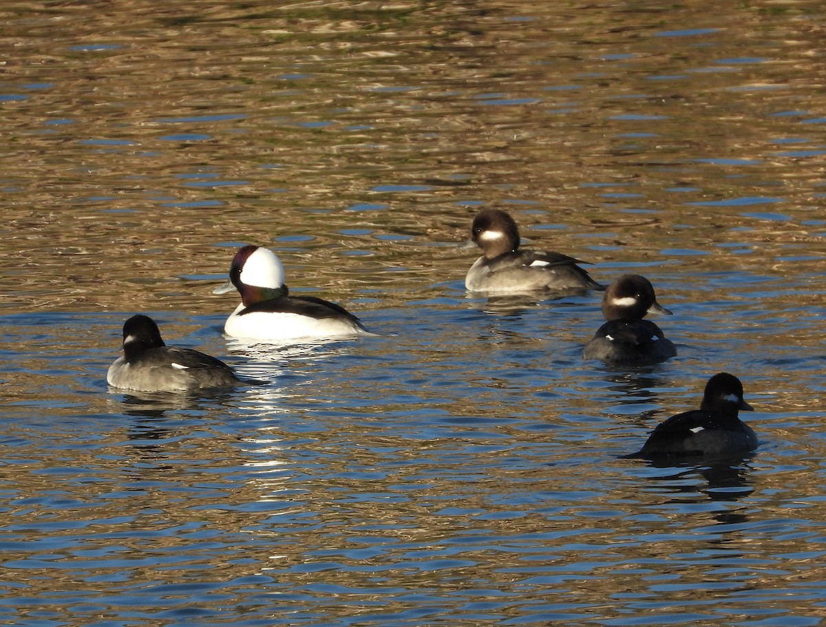 Bufflehead - ML645190343