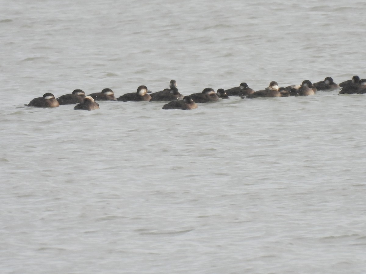 Black Scoter - ML645190349