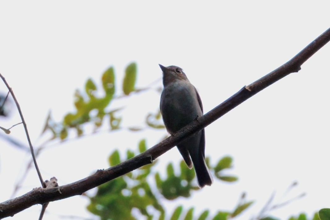 Muscicapa sp. - ML645190358