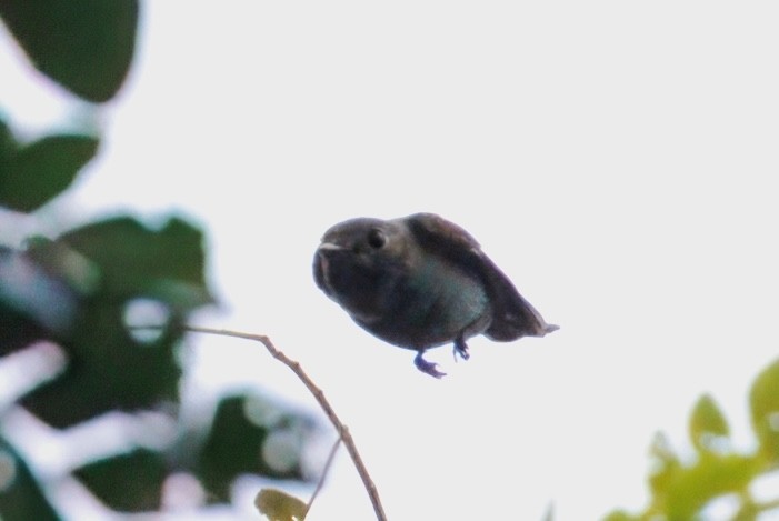 Muscicapa sp. - ML645190368