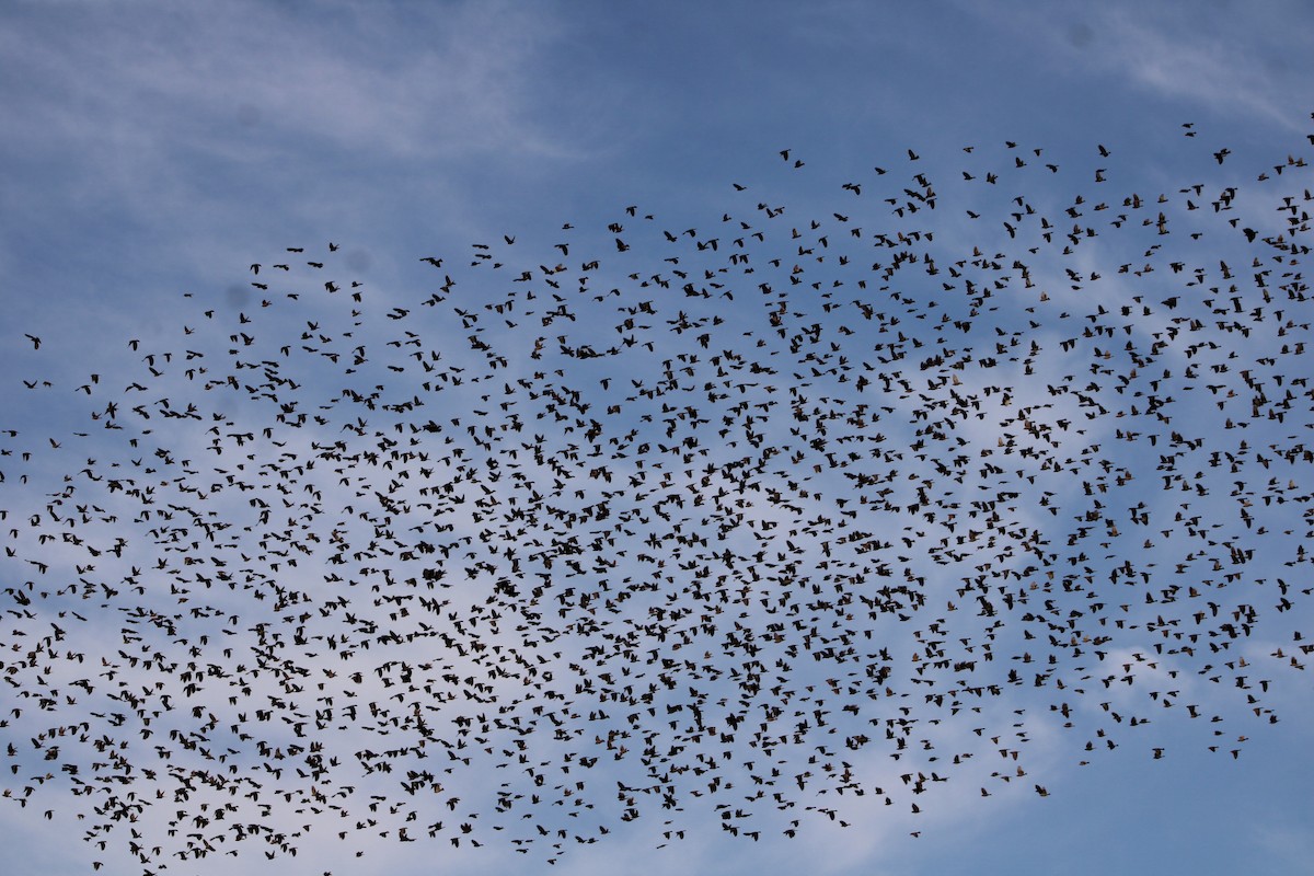 Braunkopf-Kuhstärling - ML645190370