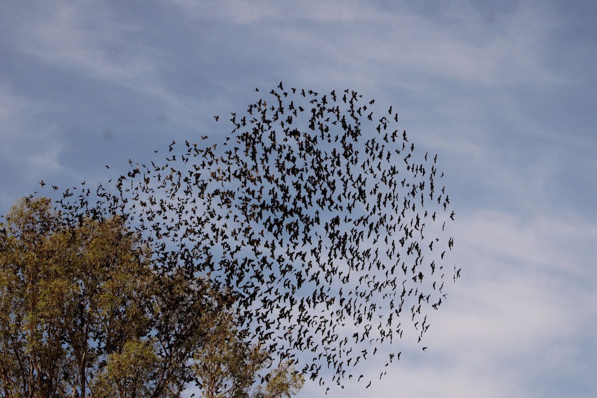 Braunkopf-Kuhstärling - ML645190371