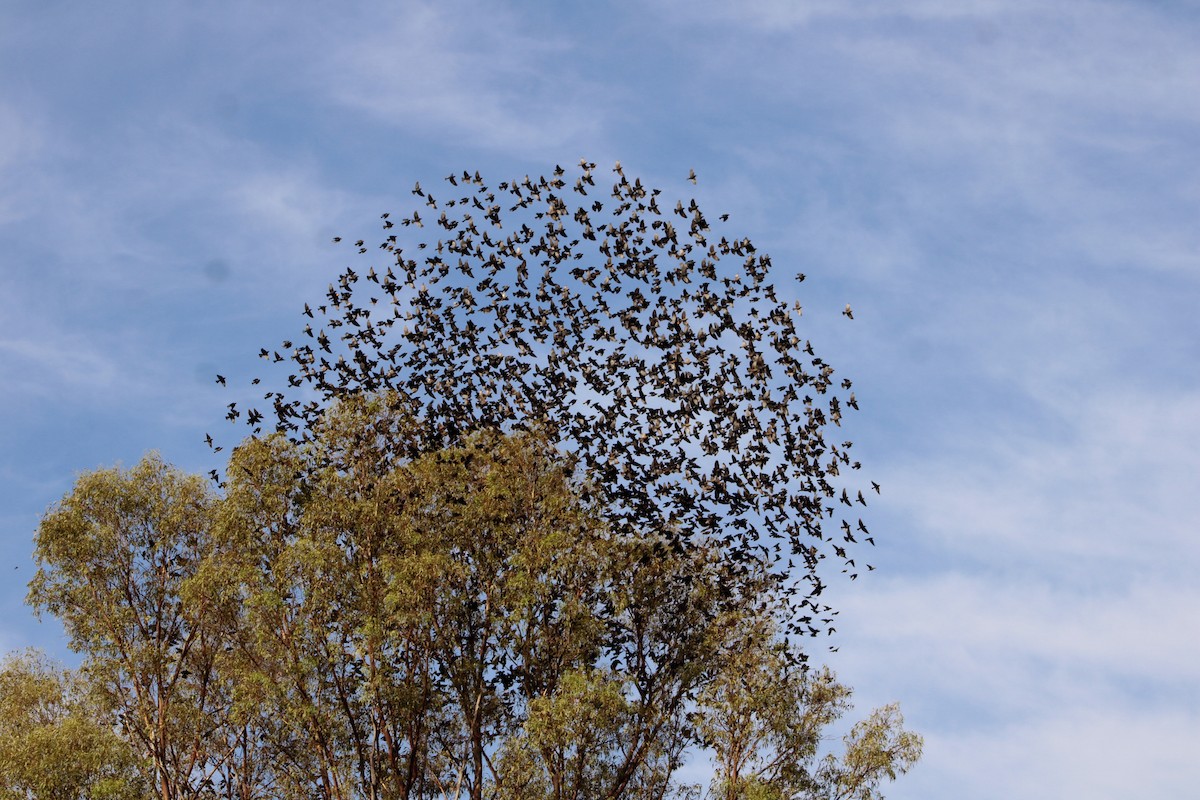 Braunkopf-Kuhstärling - ML645190372