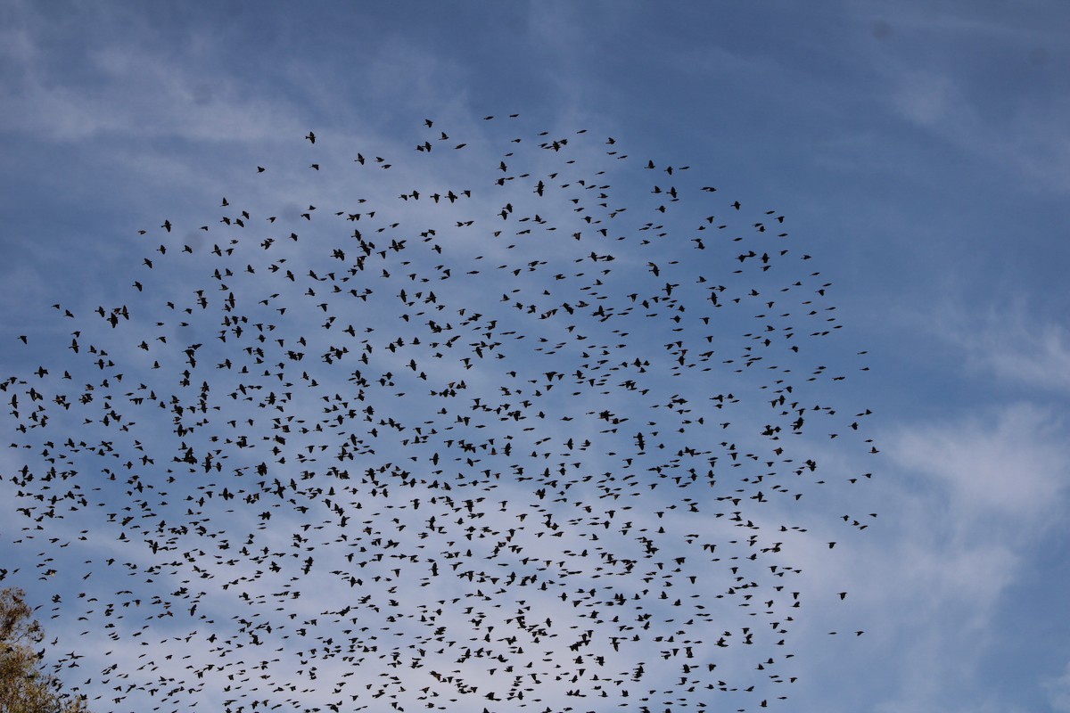 Braunkopf-Kuhstärling - ML645190373