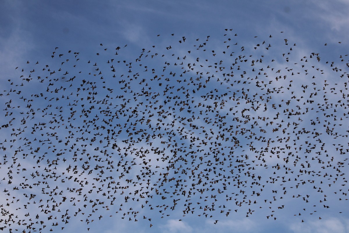 Braunkopf-Kuhstärling - ML645190374