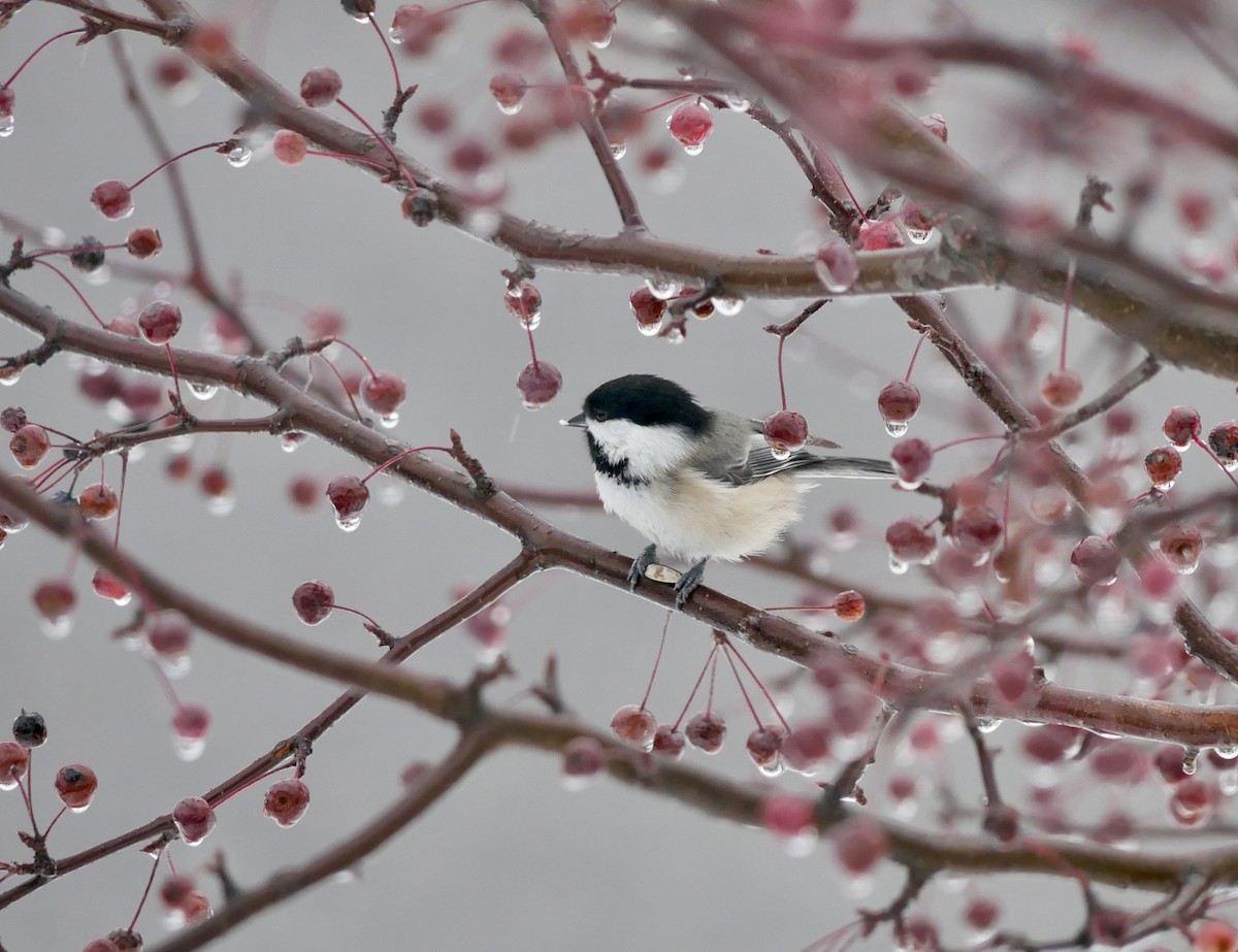 Гаїчка світлокрила - ML645190375