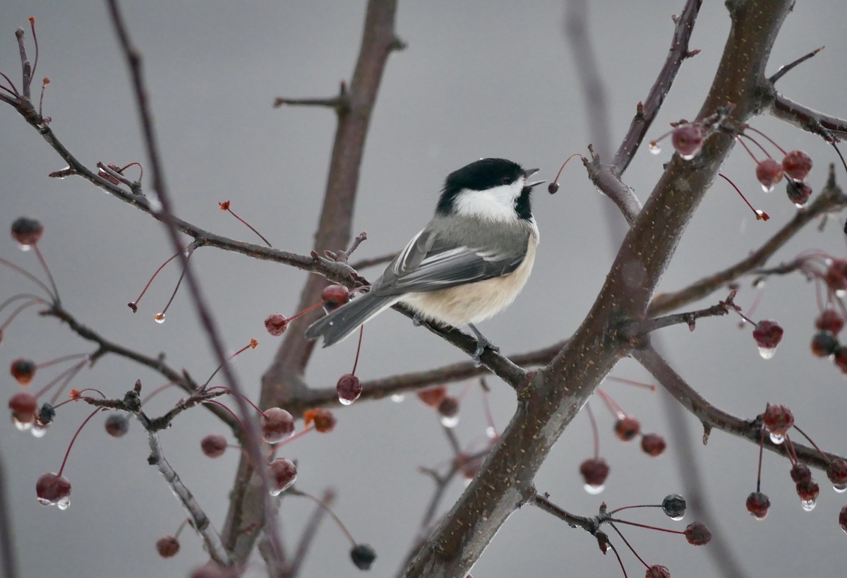 Гаїчка світлокрила - ML645190376