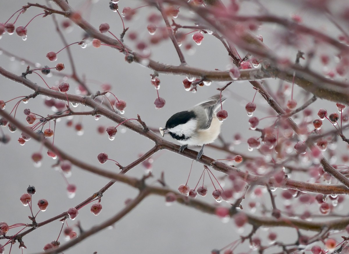 Гаїчка світлокрила - ML645190377
