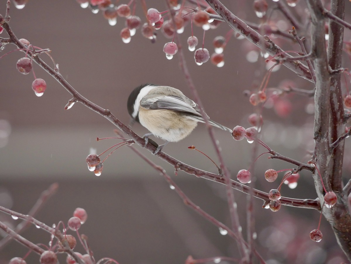 Гаїчка світлокрила - ML645190378