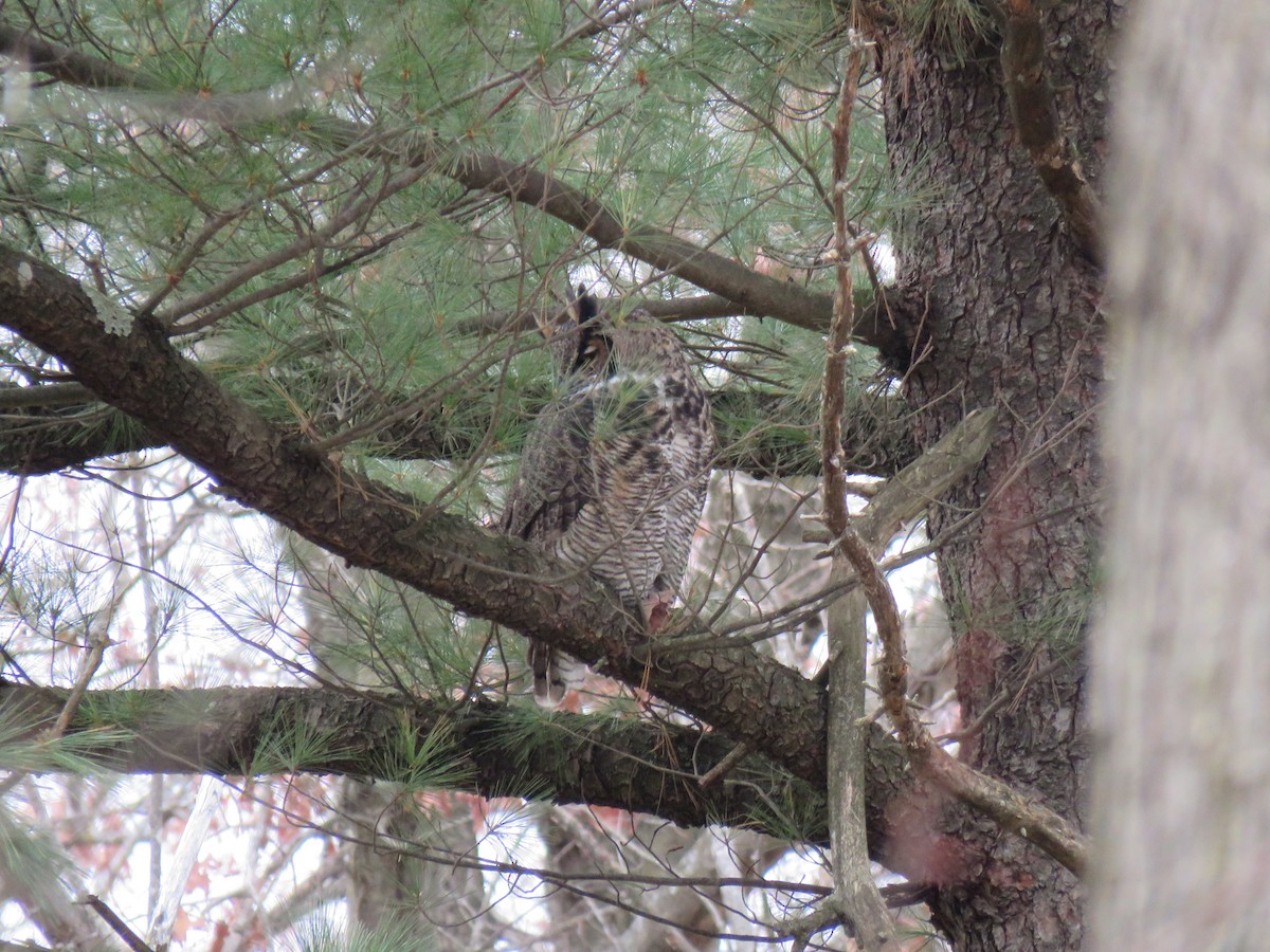 Great Horned Owl - ML645190379