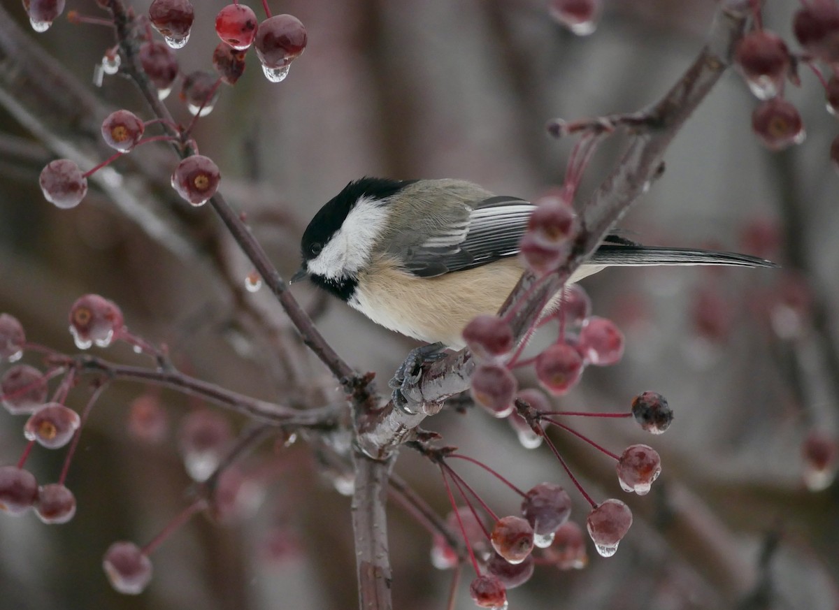 Гаїчка світлокрила - ML645190380