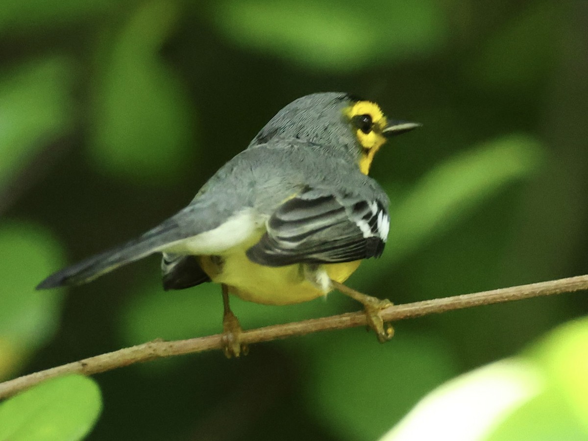 St. Lucia Warbler - ML645190390