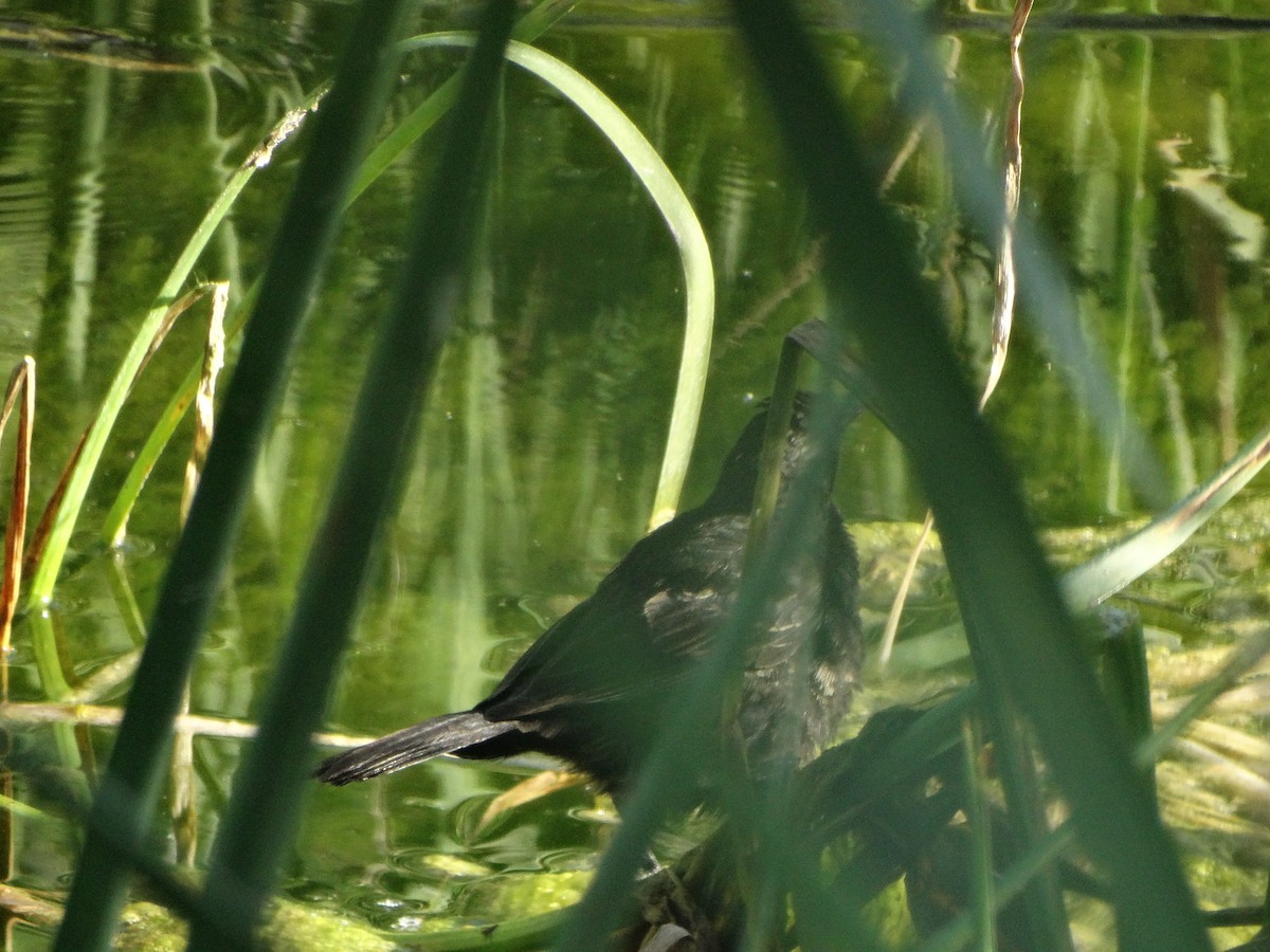 Varillero Aliamarillo - ML645190393