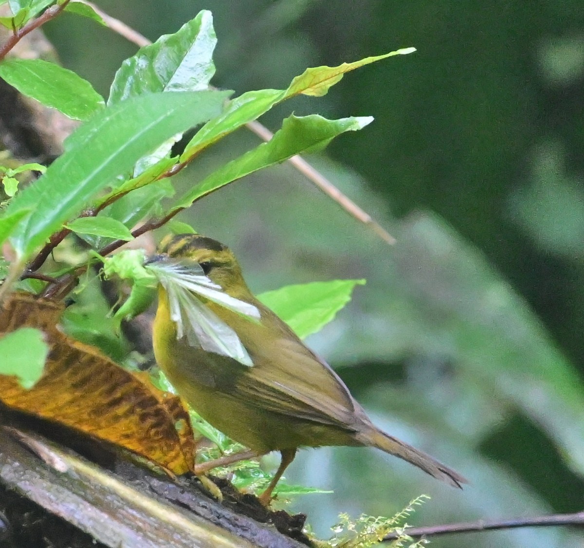 Choco Warbler - ML645190397