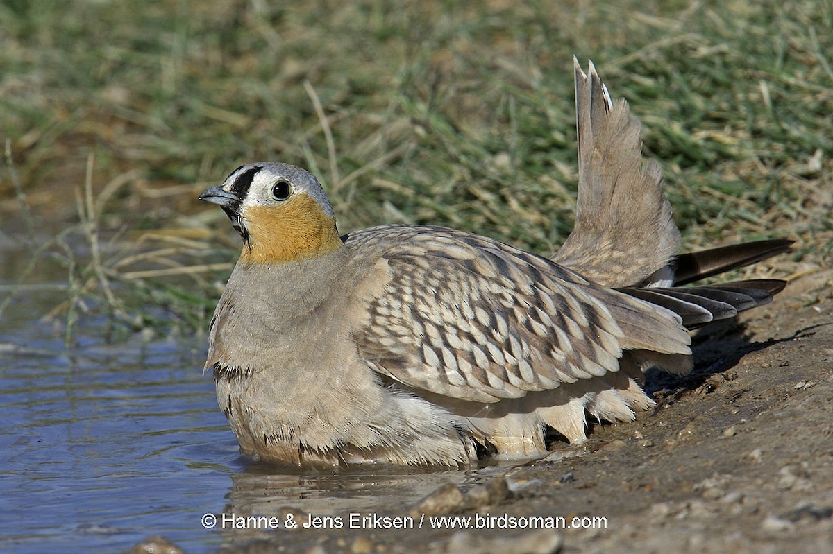 Crowned Sandgrouse - ML64519041