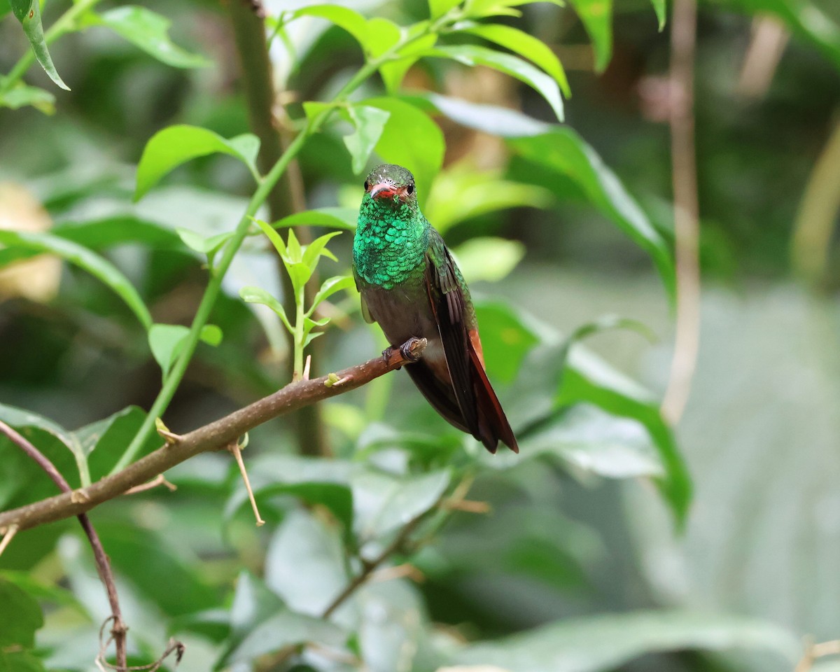 Rufous-tailed Hummingbird - ML645190410