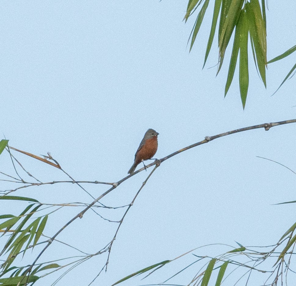 Ruddy-breasted Seedeater - ML645190411