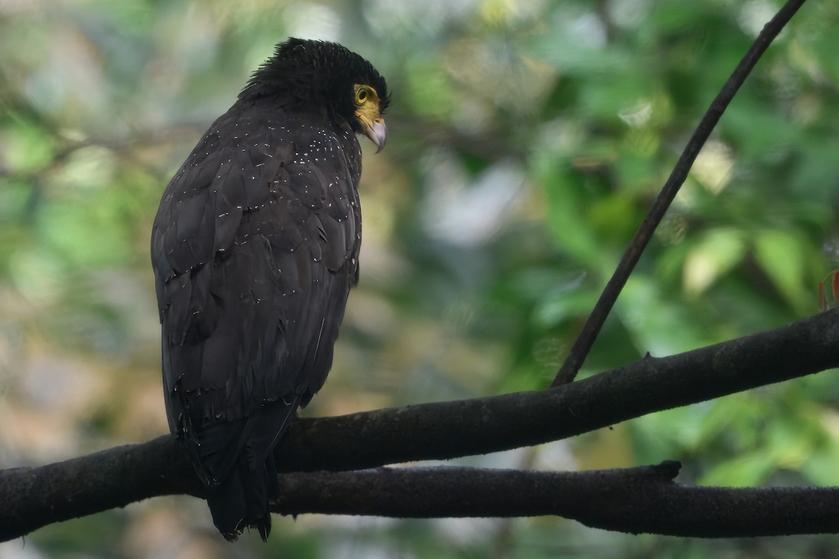Andaman Serpent-Eagle - ML645190419