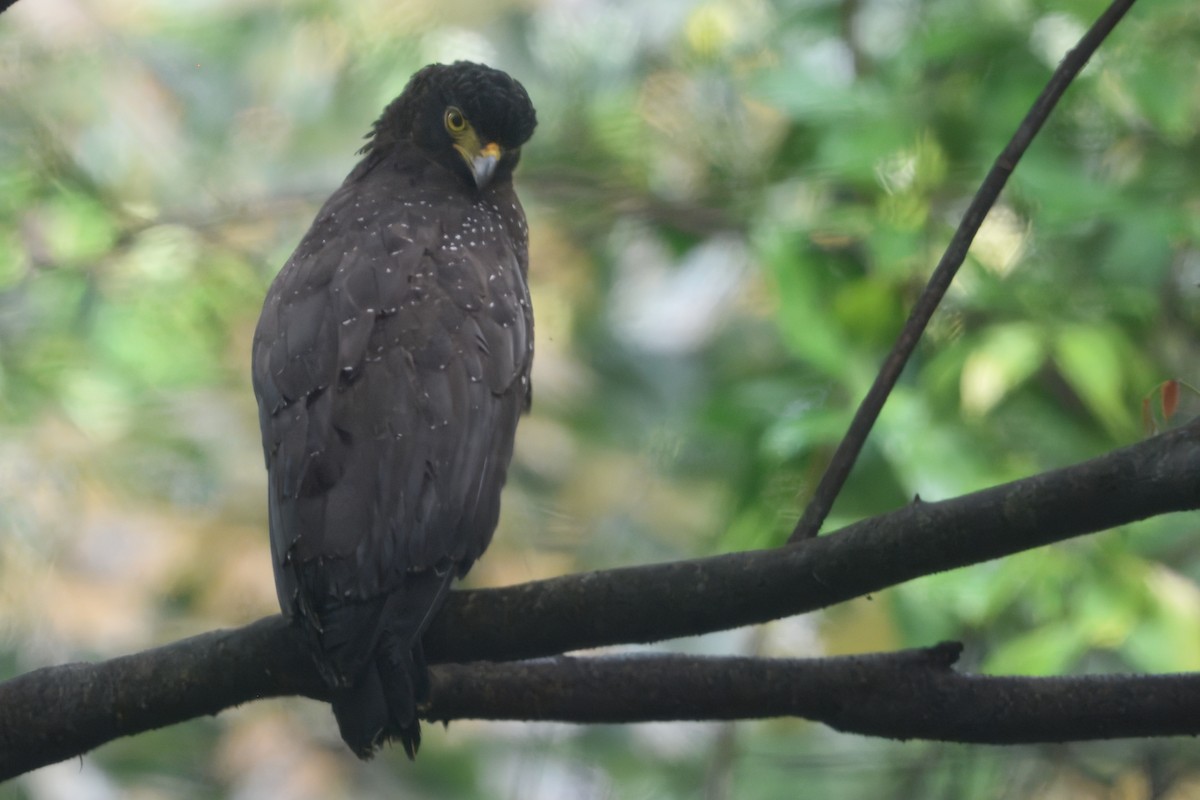 Andaman Serpent-Eagle - ML645190425