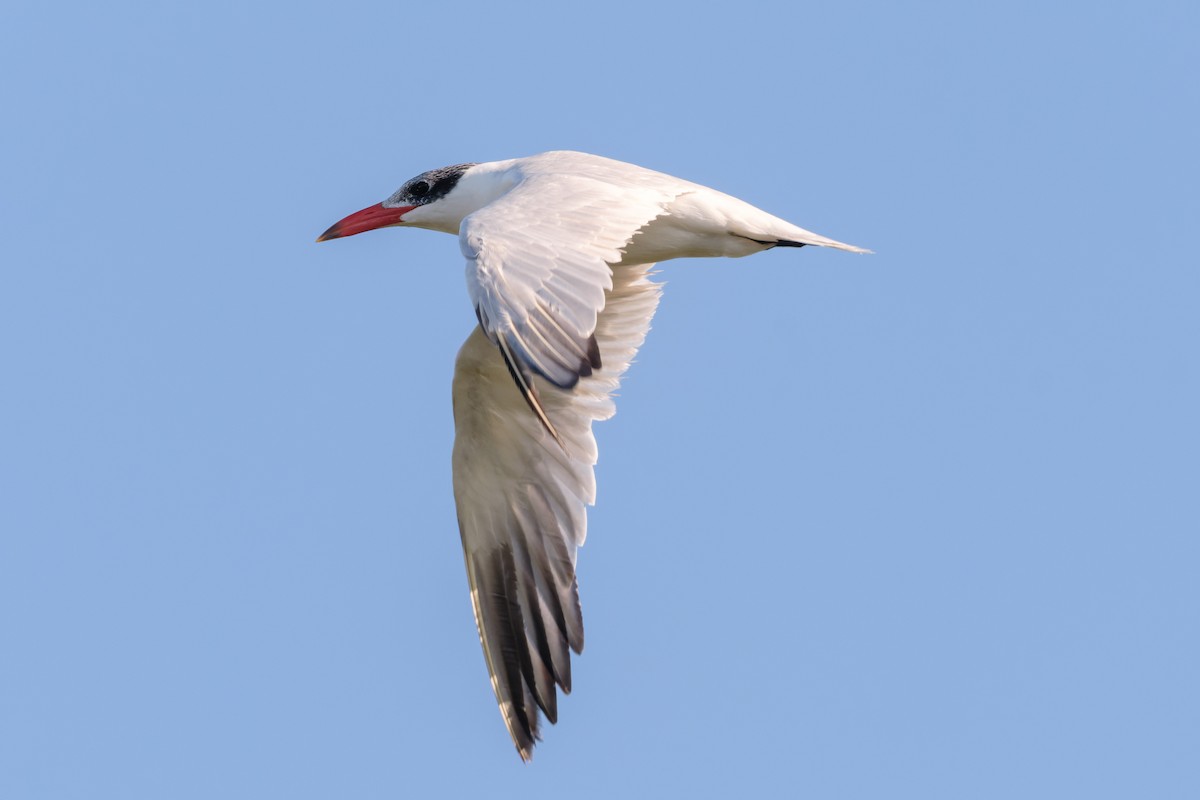 Hazar Sumrusu - ML645190436