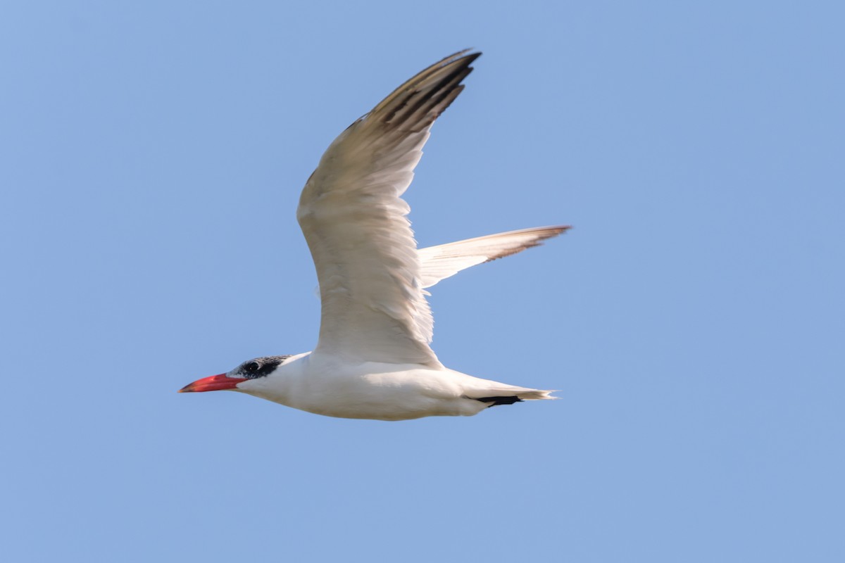 Hazar Sumrusu - ML645190437