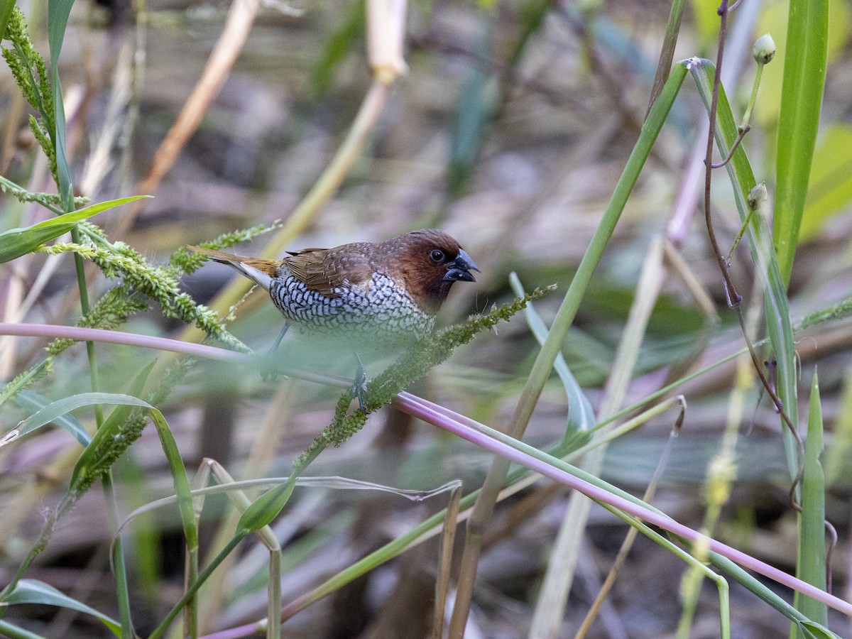Scaly-breasted Munia - ML645190440