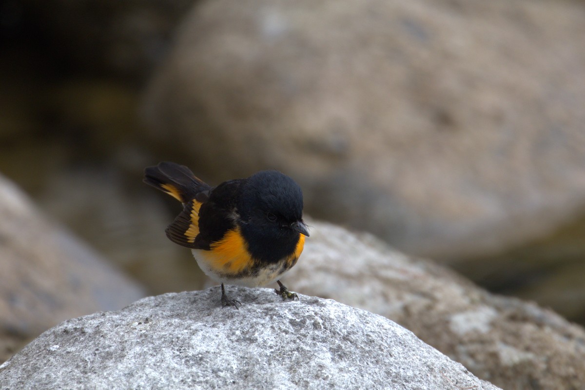 American Redstart - ML645190454