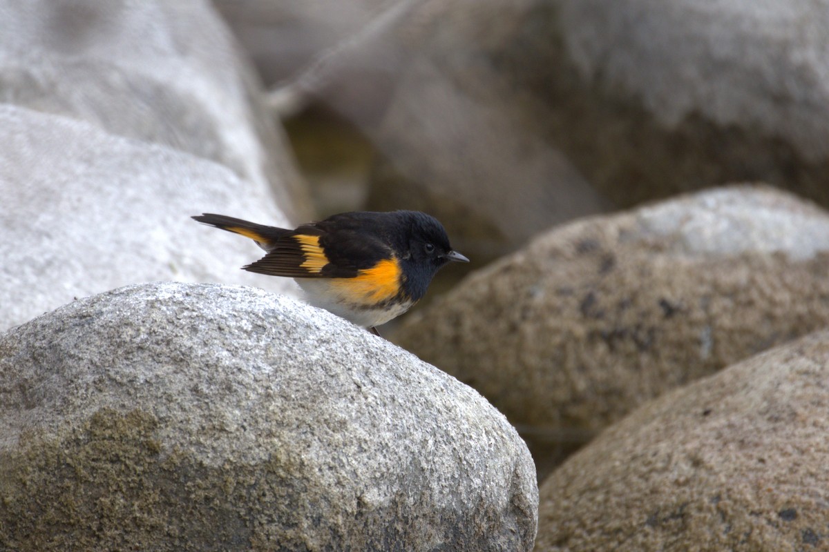 סבכון חכלילי - ML645190455