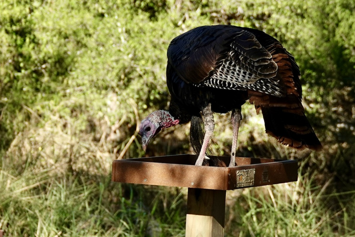 Wild Turkey - ML645190467