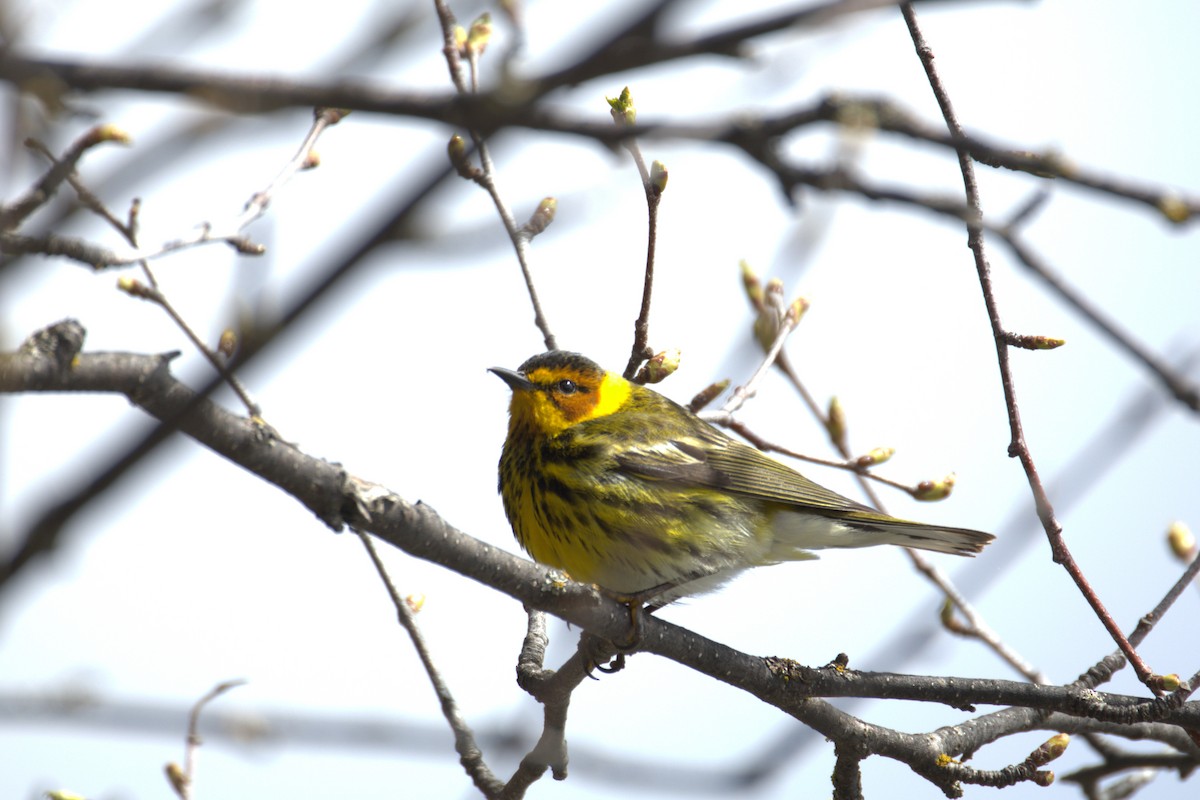 ホオアカアメリカムシクイ - ML645190475