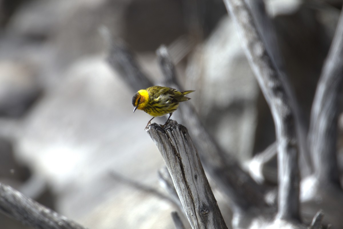 ホオアカアメリカムシクイ - ML645190476