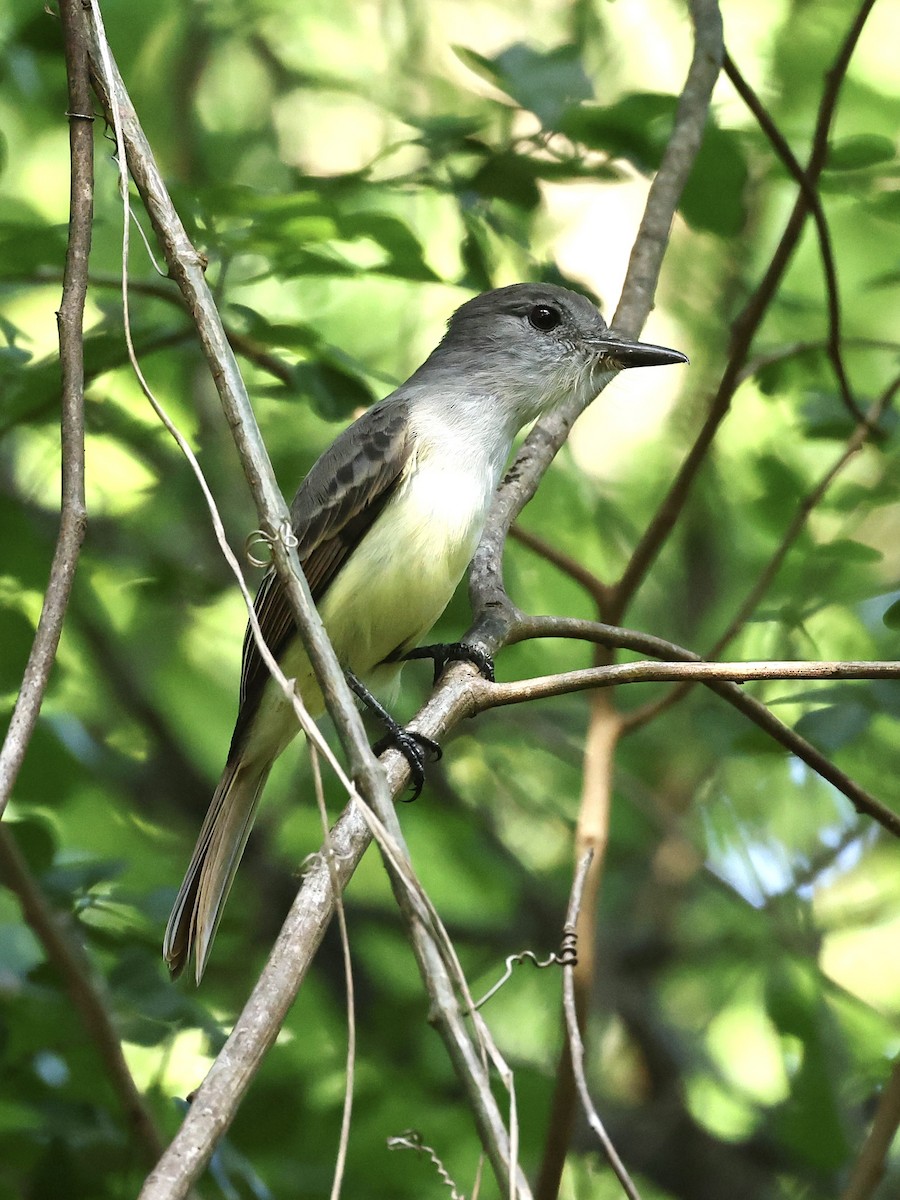 Tyran janeau - ML645190477