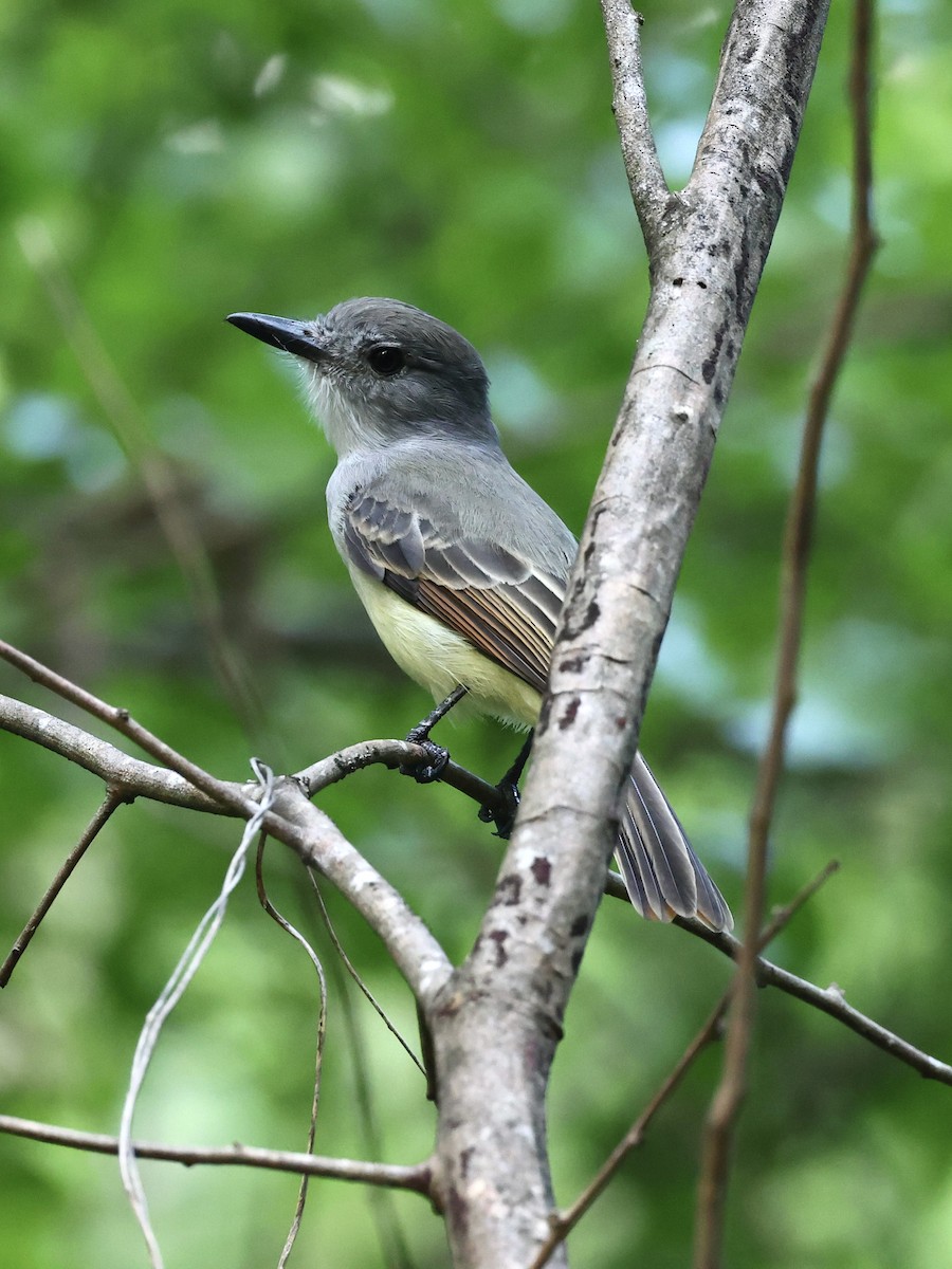 Tyran janeau - ML645190479