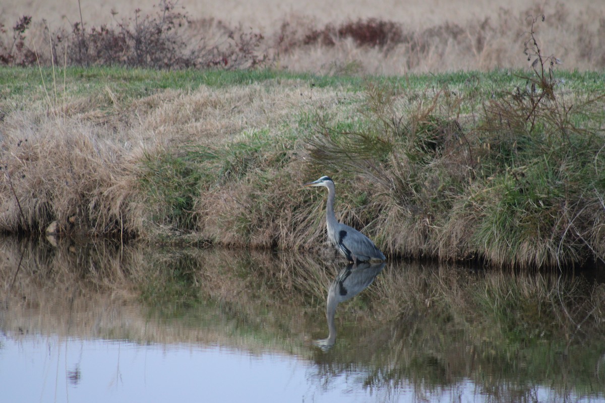 volavka velká - ML645190482