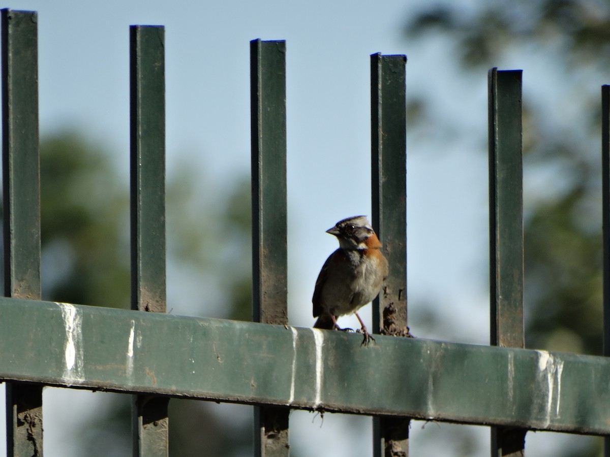 Morgenammer - ML645190486